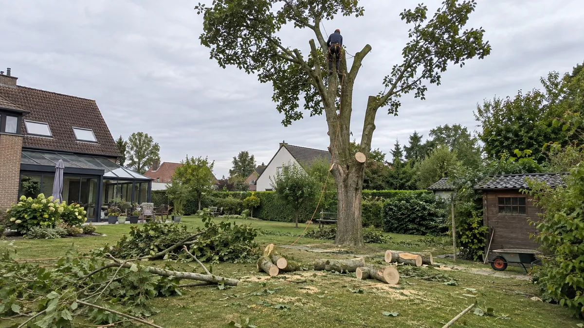 Élagueur encordé démontant un grand arbre par sections dans un jardin, billes de bois au sol