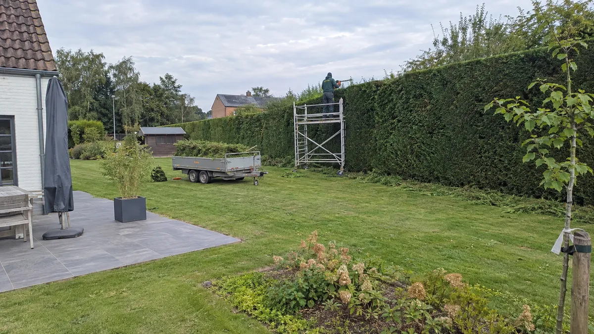 Jardinier professionnel taillant une longue haie de thuyas depuis un échafaudage roulant, vu de loin
