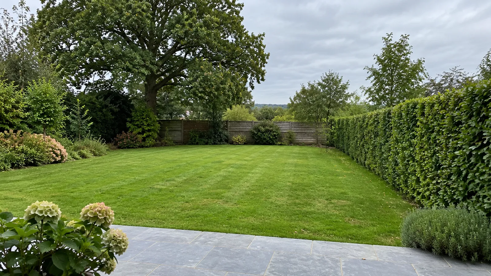 Jardin de particulier en Wallonie : haie de charmes taillée, terrasse en pierre bleue et grand arbre