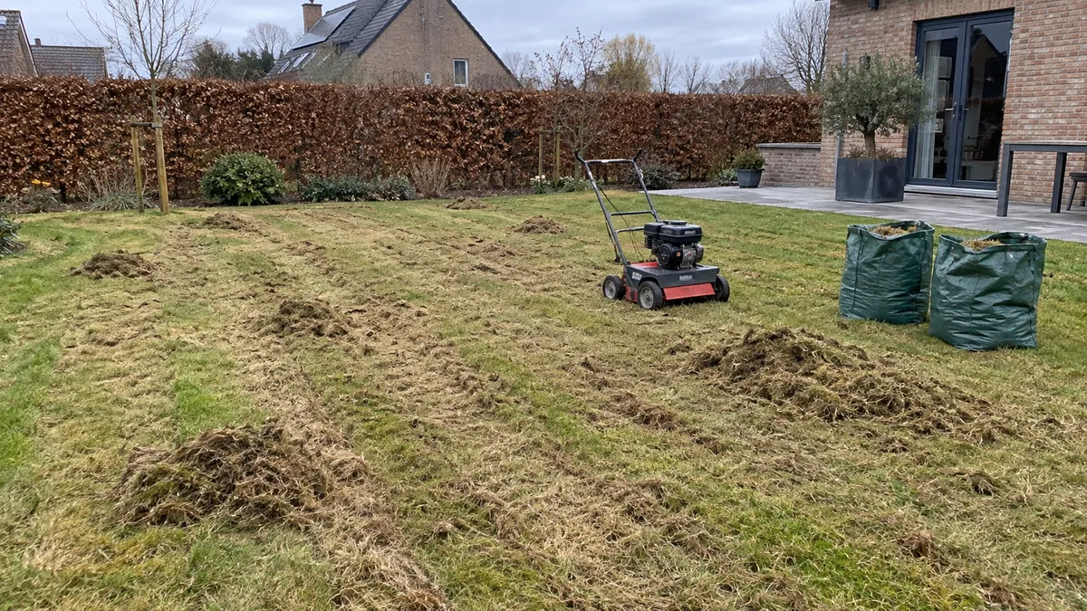 Pelouse de jardin fraîchement scarifiée au printemps, scarificateur et sacs de mousse sur le côté